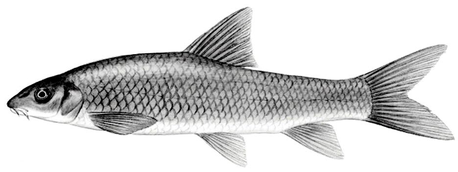 Luciobarbus microcephalus_01.jpg